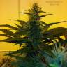 семена конопли Спб Auto Blue Hell feminised Medical Seeds семена конопли Спб Auto Blue Hell feminised Medical Seeds