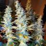 семена конопли Москва Auto Blue Hell feminised Medical Seeds семена конопли Москва Auto Blue Hell feminised Medical Seeds