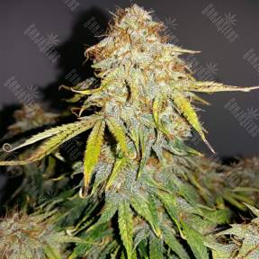 Auto Royal Jack feminised Royal Queen