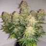 семена конопли почтой Auto Royal Jack feminised Royal Queen