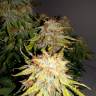 заказать на сайте семена конопли Auto Royal Jack feminised Royal Queen