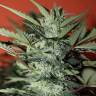 семена конопли в России Auto Speed Devil #2 feminised Sweet Seeds
