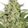 как вырастить семена конопли Auto Cheese feminised