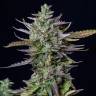 купить семена конопли Auto Cheese feminised