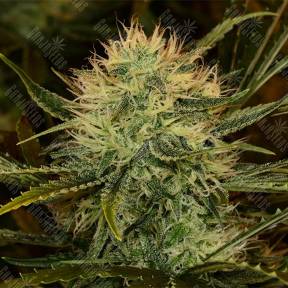 Chupacabra feminised Ganja Seeds
