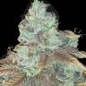 Auto Northern Blue feminised Ganja Seeds