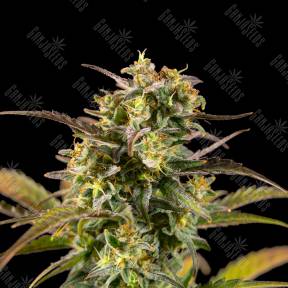 Jack 47 feminised RuSeeds