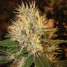 семена конопли Спб Martian Mean Green feminised DNA Genetics семена конопли Спб Martian Mean Green feminised DNA Genetics