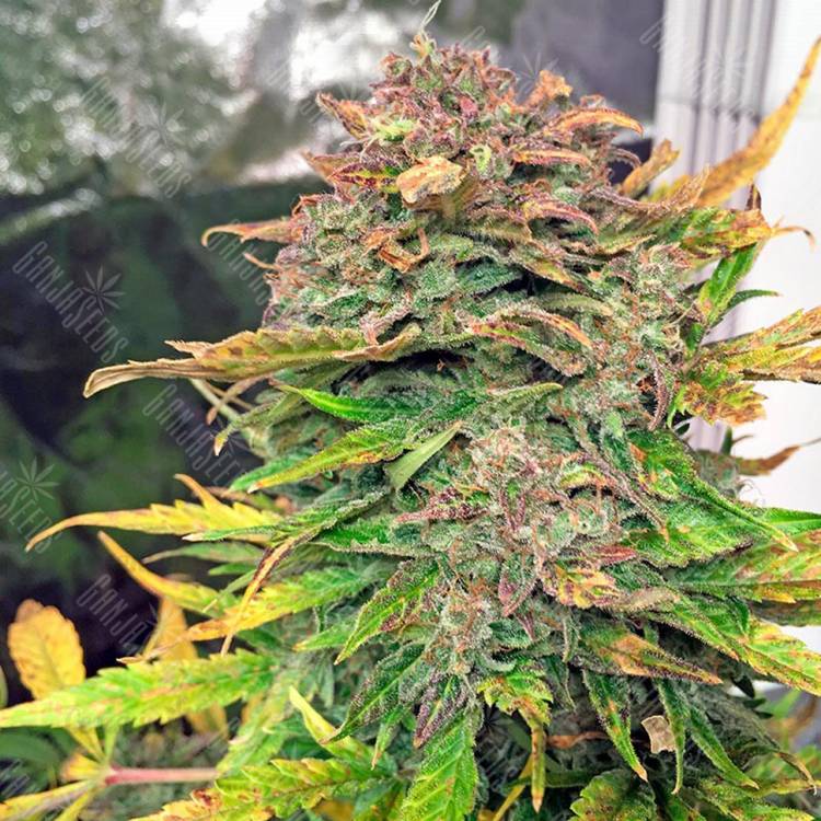 качественные семена конопли Auto Bubba Cheese feminised Humboldt Seeds