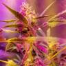 семена конопли для посадки купить Auto Sweet Cheese feminised Sweet Seeds