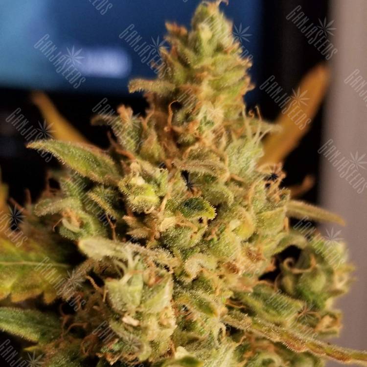 семена конопли индика Auto Sweet Cheese feminised Sweet Seeds