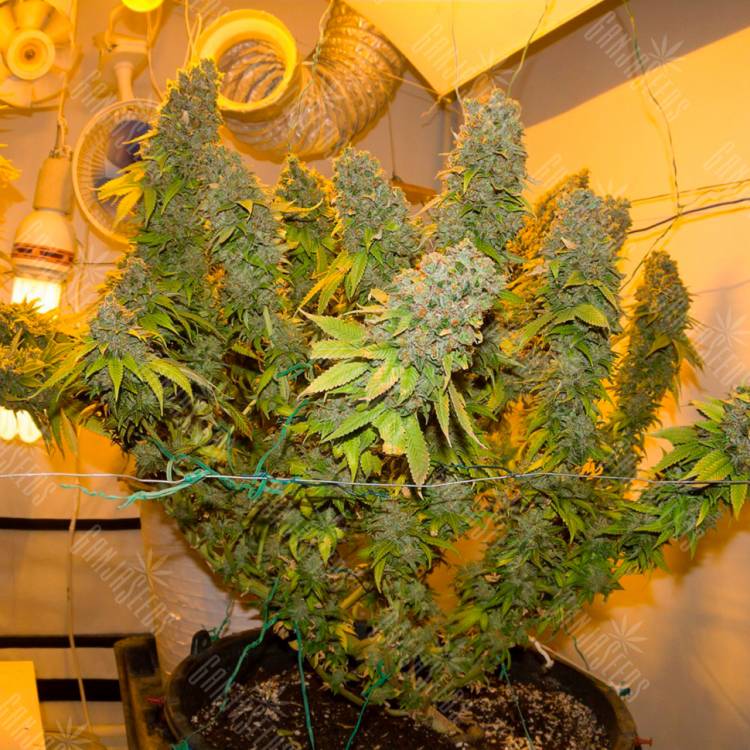 Семена конопли Blue Gelato 41 feminised Ganja Seeds