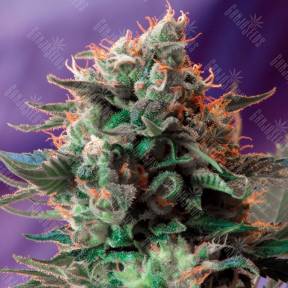 Jack 47 feminised Ganja Seeds