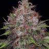 Black Domina x Jack Herer feminised Ganja Seeds