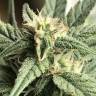 семена конопли курьером Auto King’s Kush CBD feminised Green House Seeds семена конопли курьером Auto King’s Kush CBD feminised Green House Seeds