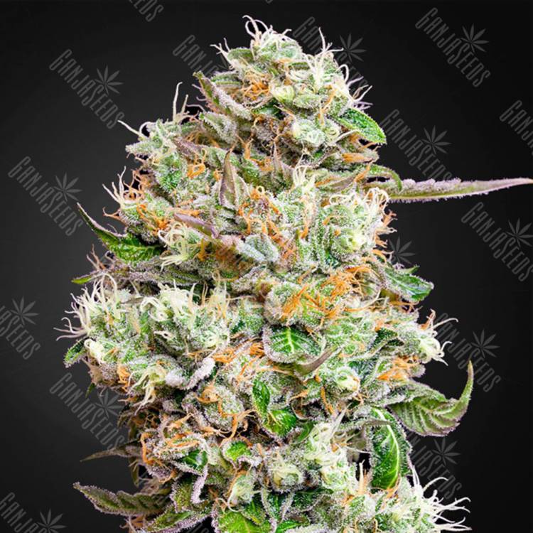 хорошие семена конопли Auto King’s Kush CBD feminised Green House Seeds хорошие семена конопли Auto King’s Kush CBD feminised Green House Seeds