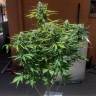 Auto Mazar feminised Dutch Passion Seeds