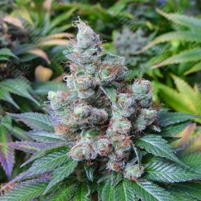 New York City feminised RuSeeds