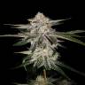 семена культурной конопли купить Miss USA feminised DNA Genetics семена культурной конопли купить Miss USA feminised DNA Genetics