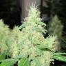 семена конопли элитных сортов Bcn Sour Diesel feminised Medical Seeds семена конопли элитных сортов Bcn Sour Diesel feminised Medical Seeds