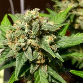 Auto Acid feminised Paradise Seeds