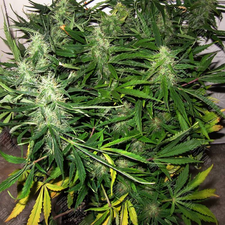 семена конопли Москва Auto Sweet Skunk feminised Royal Queen семена конопли Москва Auto Sweet Skunk feminised Royal Queen