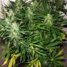 семена конопли Москва Auto Sweet Skunk feminised Royal Queen семена конопли Москва Auto Sweet Skunk feminised Royal Queen