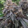 семена конопли с доставкой рф   Auto Afghan Kush feminised Ganja Seeds