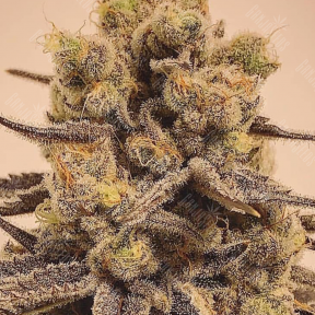 Marmalate feminised Ganja Seeds