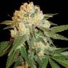 Marmalate feminised Ganja Seeds