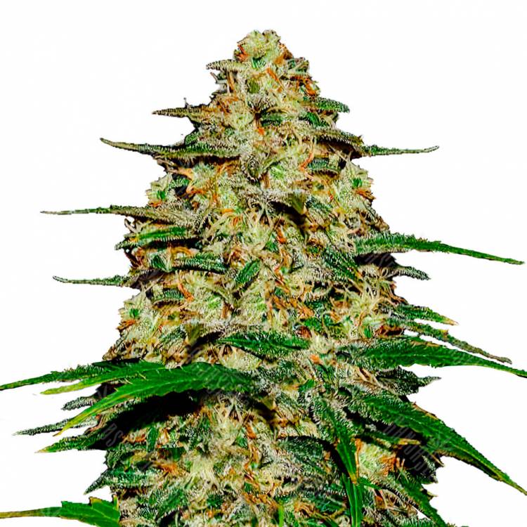 Семена Wedding Cheesecake feminised Ganja Seeds Семена Wedding Cheesecake feminised Ganja Seeds