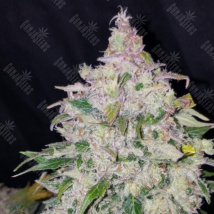 семена конопли с доставкой Auto Fast Bud feminised