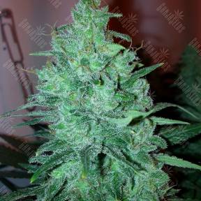 Auto White Widow CBD feminised Green House Seeds