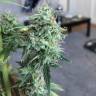 семена конопли медицинской Auto White Widow CBD feminised Green House Seeds