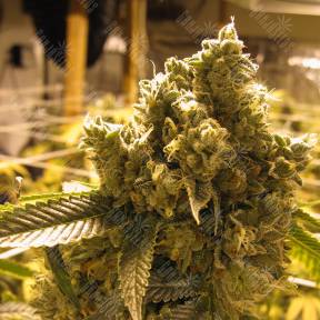 Pine Indica feminised RuSeeds