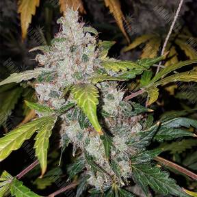 Auto White Widow feminised Pyramid Seeds