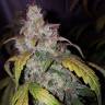 семена конопли автоцвет Auto White Widow feminised Pyramid Seeds