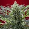 Семена конопли Cream 47 feminised Ganja Seeds Fast Version