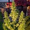 Auto Orange Bud feminised Dutch Passion Seeds