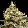 семена конопли курьером OG LA Affie feminised DNA Genetics