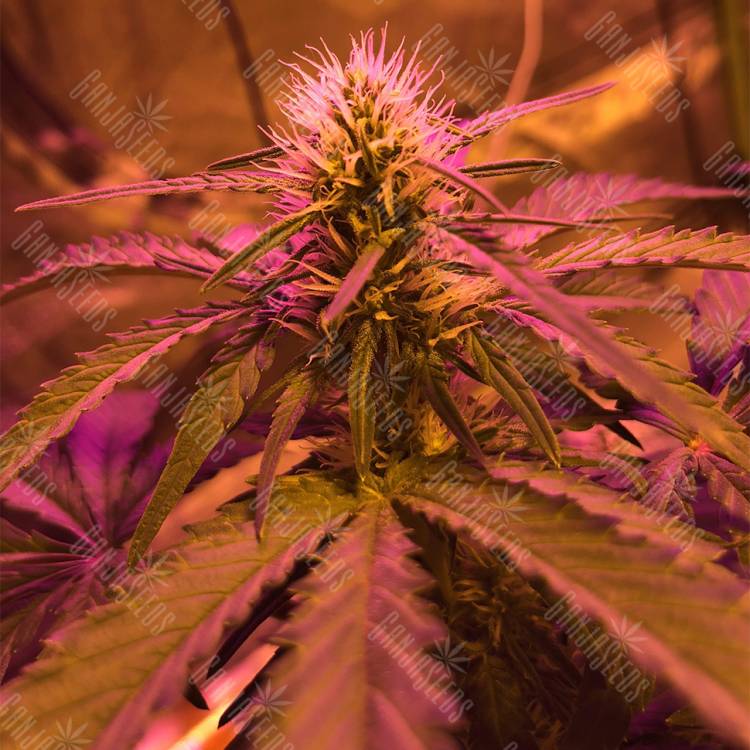 семена конопли для выращивания Amnesia Haze feminised Royal Queen семена конопли для выращивания Amnesia Haze feminised Royal Queen