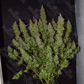 Auto Big Bud feminised Ganja Seeds