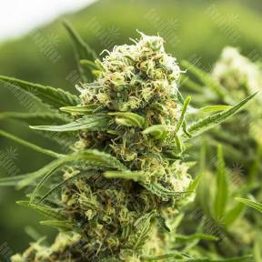 El Nino feminised Green House Seeds