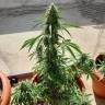 где можно заказать семена конопли Auto Lennon regular