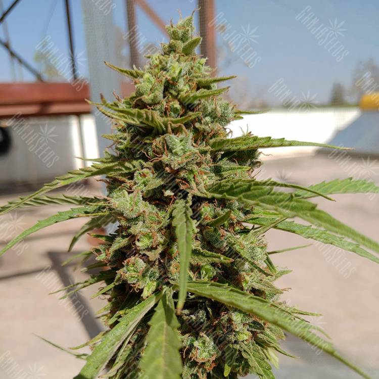 заказать на сайте семена конопли Auto Lennon regular