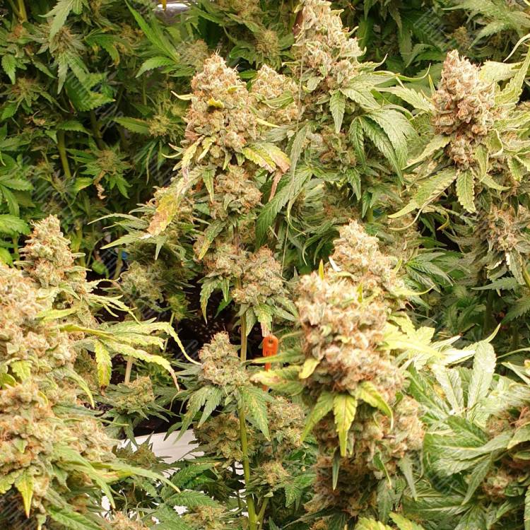 семена конопли элитных сортов Phantom OG feminised Barneys Farm семена конопли элитных сортов Phantom OG feminised Barneys Farm