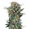 семена конопли курьером Auto Lost Coast Skunk feminised Humboldt Seeds семена конопли курьером Auto Lost Coast Skunk feminised Humboldt Seeds