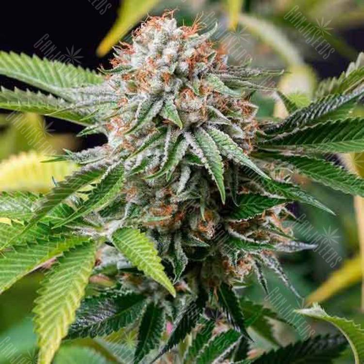 семена конопли индика Auto Lost Coast Skunk feminised Humboldt Seeds семена конопли индика Auto Lost Coast Skunk feminised Humboldt Seeds