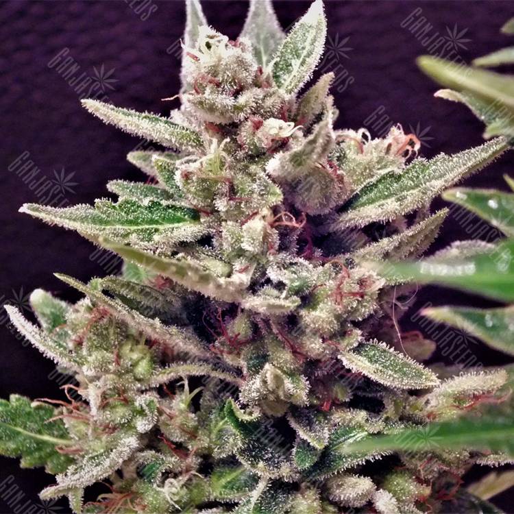 урожайные семена конопли Auto Wappa feminised Paradise Seeds
