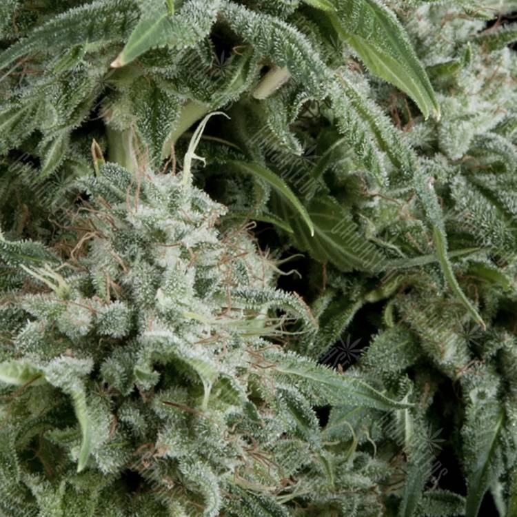 автоцветущие семена конопли Auto Northern Lights CBD feminised Pyramid Seeds автоцветущие семена конопли Auto Northern Lights CBD feminised Pyramid Seeds
